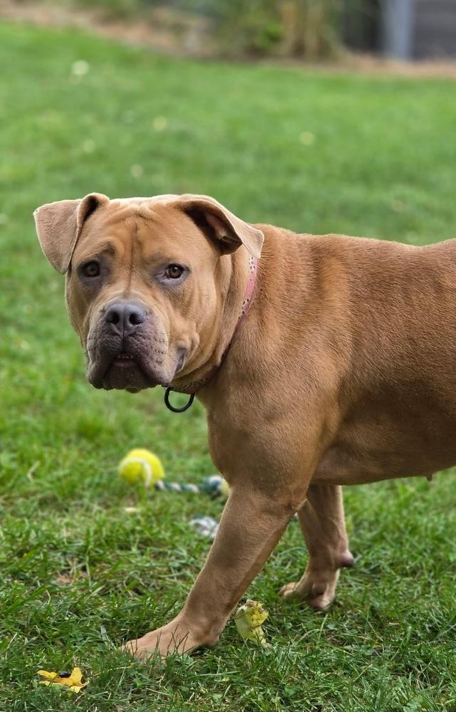 Enlarge Jasmine, a Adoptable mixed breed in Amherst, NY image 2/5