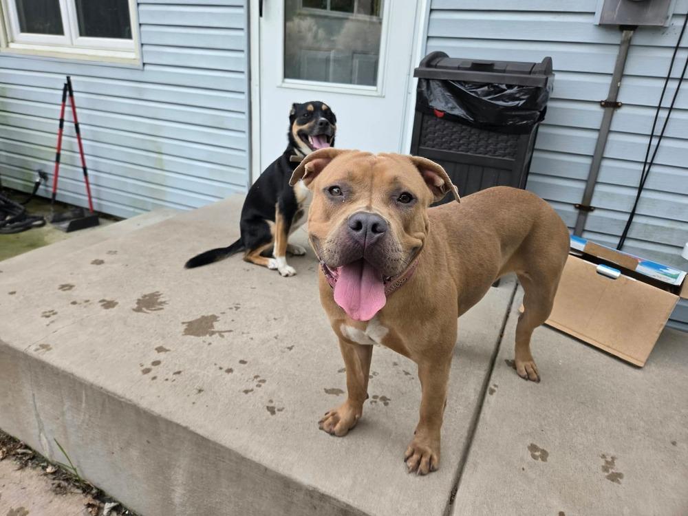 Enlarge Jasmine, a Adoptable mixed breed in Amherst, NY image 3/5