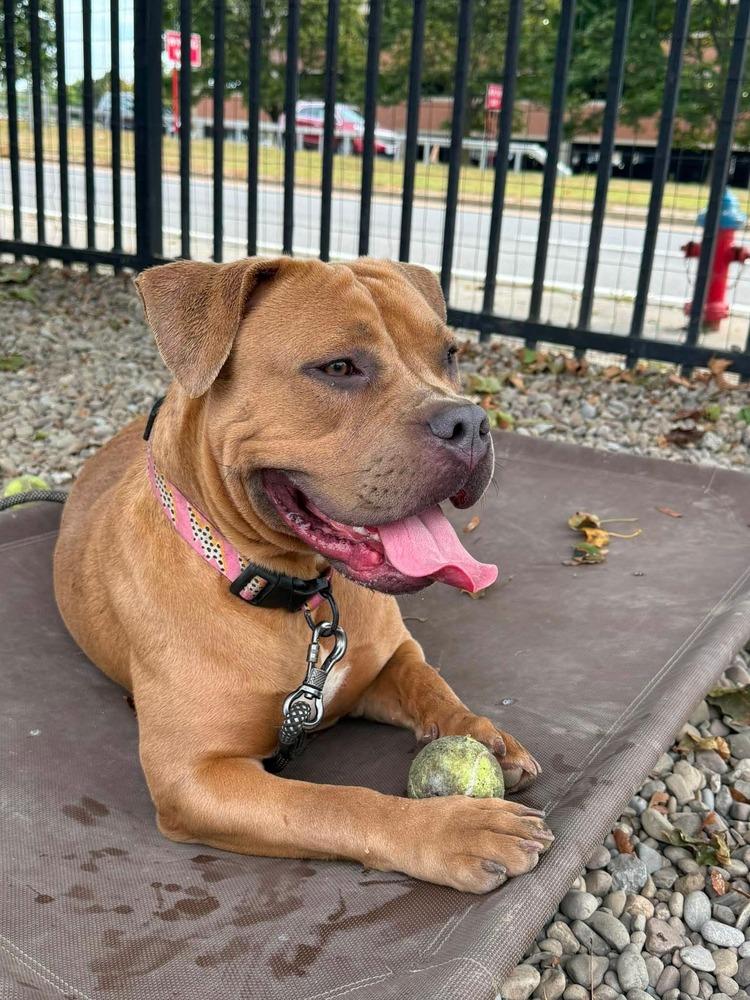 Enlarge Jasmine, a Adoptable mixed breed in Amherst, NY image 4/5