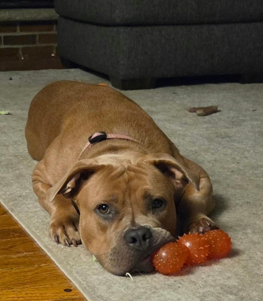 Enlarge Jasmine, a Adoptable mixed breed in Amherst, NY image 5/5