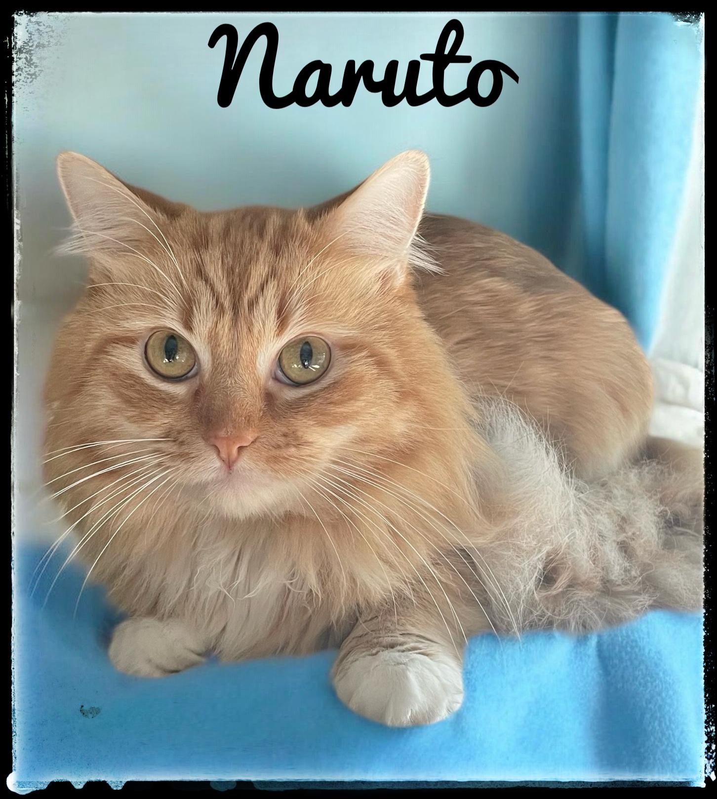 Enlarge Naruto, a Adoptable Domestic Medium Hair in El Cajon, CA image 1/1