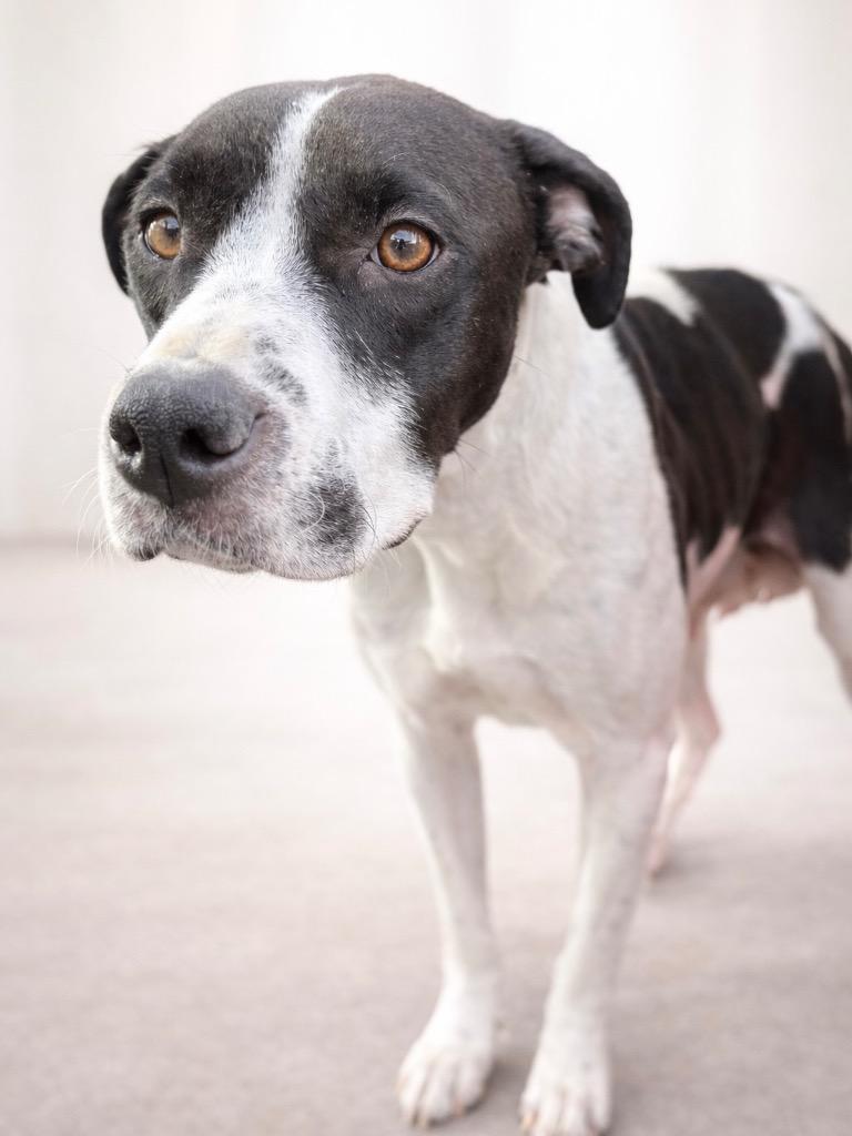 Enlarge Beni Jeri, a Adoptable Pit Bull Terrier in Reno, NV image 3/4