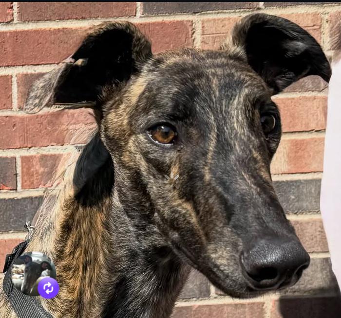 Edmund, ADOPTABLE, Young Male Greyhound.