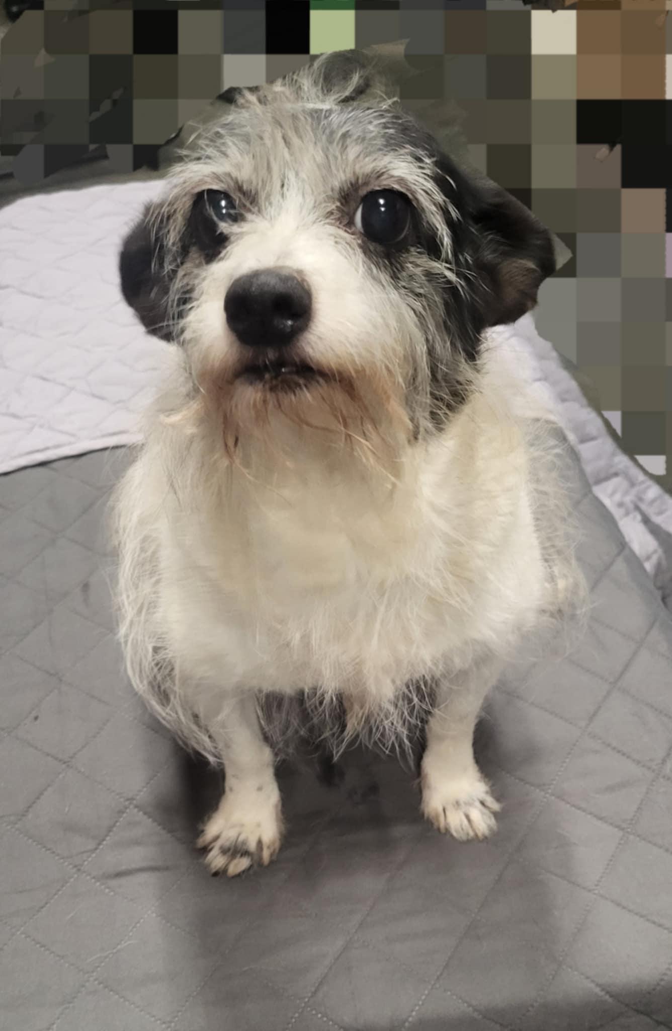 Enlarge Dotti, a Adoptable Wire Fox Terrier in Thomasville, NC image 1/1