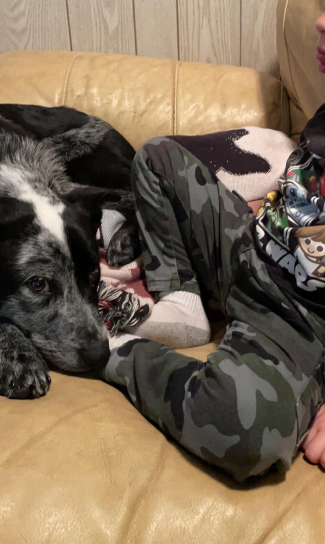 Enlarge Chi, an adoptable Australian Cattle Dog / Blue Heeler in River Falls, WI image 6/6