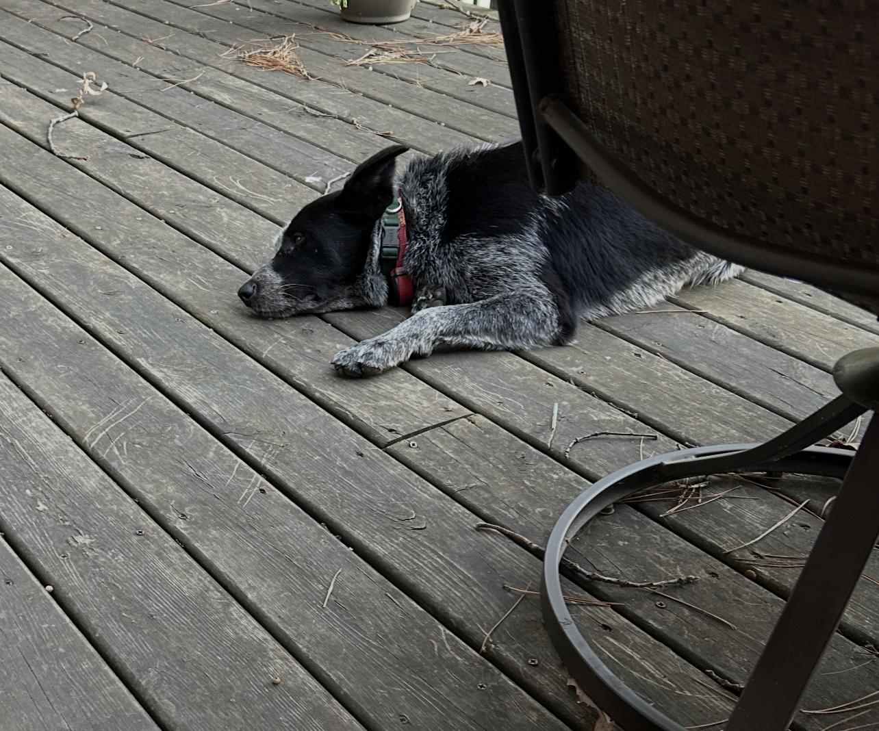 Enlarge Chi, an adoptable Australian Cattle Dog / Blue Heeler in River Falls, WI image 4/6