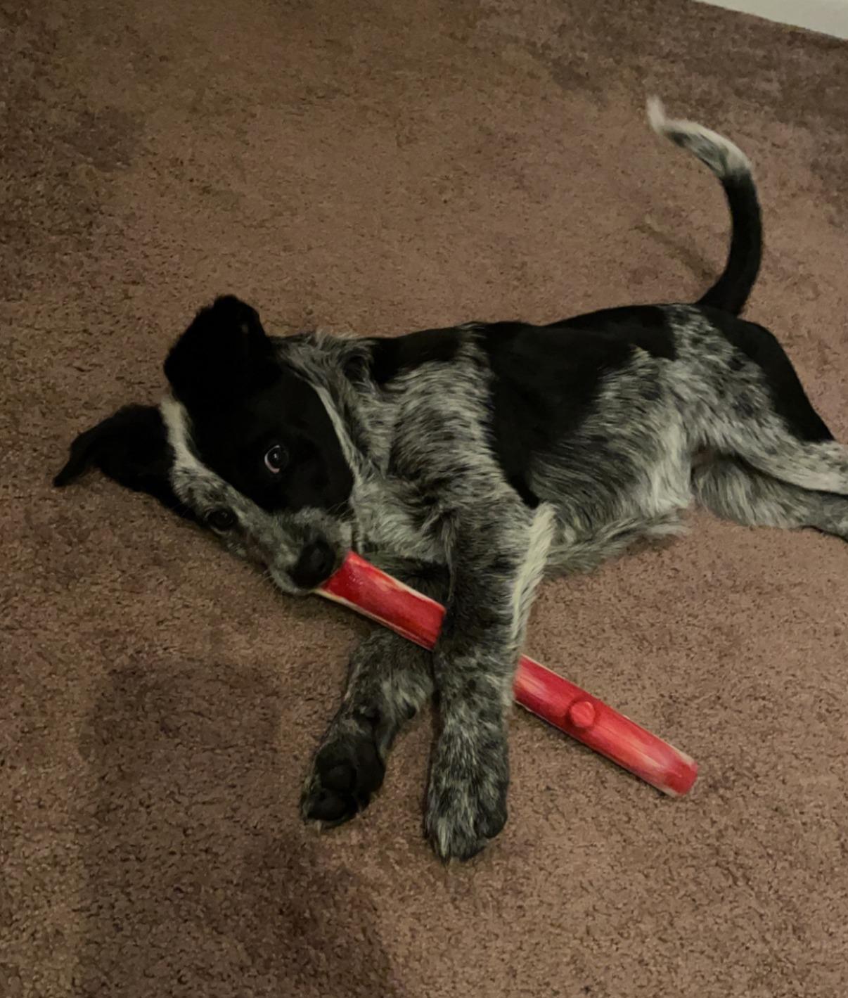 Enlarge Chi, an adoptable Australian Cattle Dog / Blue Heeler in River Falls, WI image 2/6
