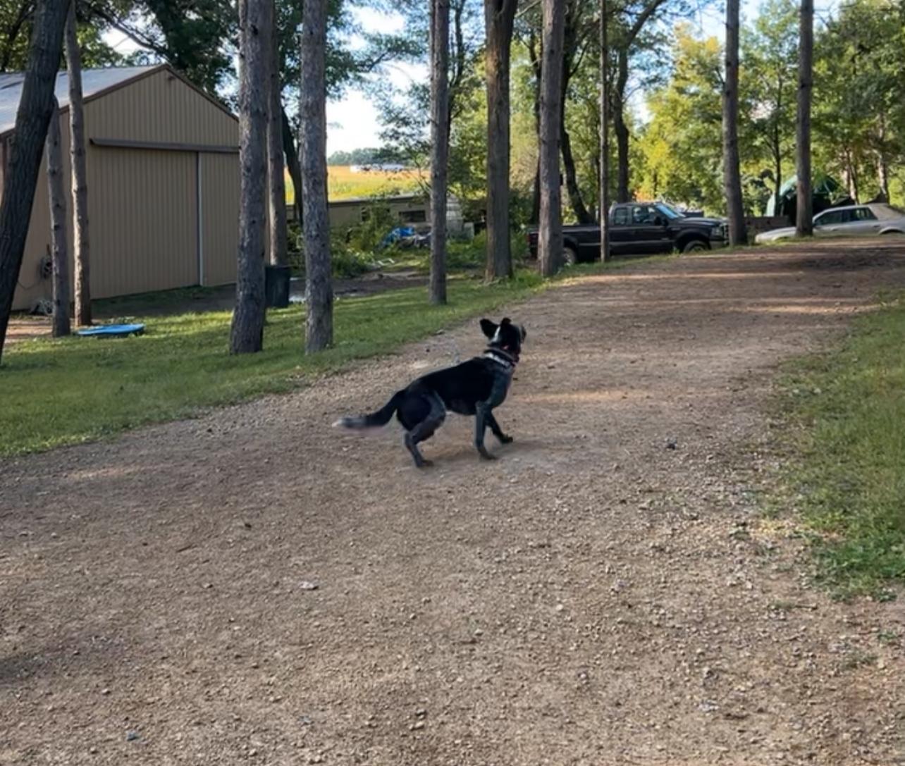 Enlarge Chi, an adoptable Australian Cattle Dog / Blue Heeler in River Falls, WI image 5/6