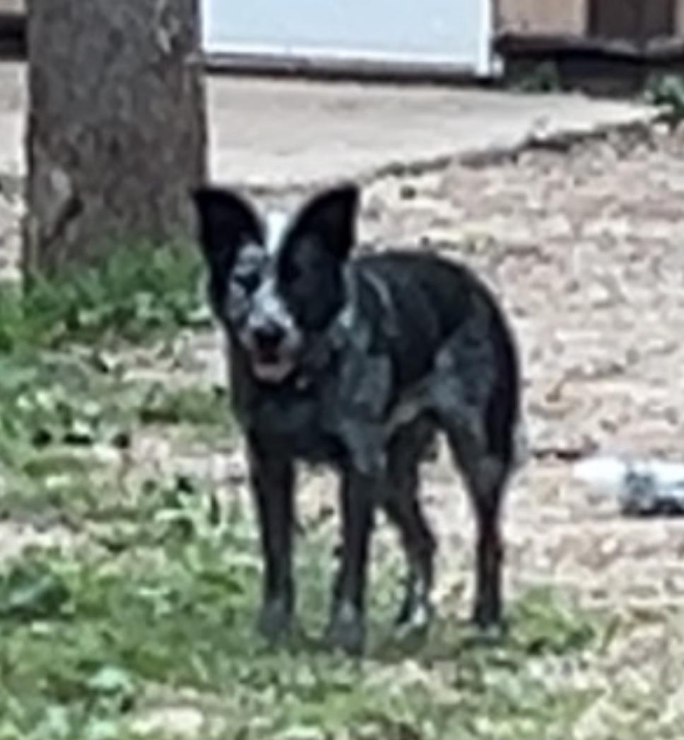 Enlarge Chi, an adoptable Australian Cattle Dog / Blue Heeler in River Falls, WI image 3/6
