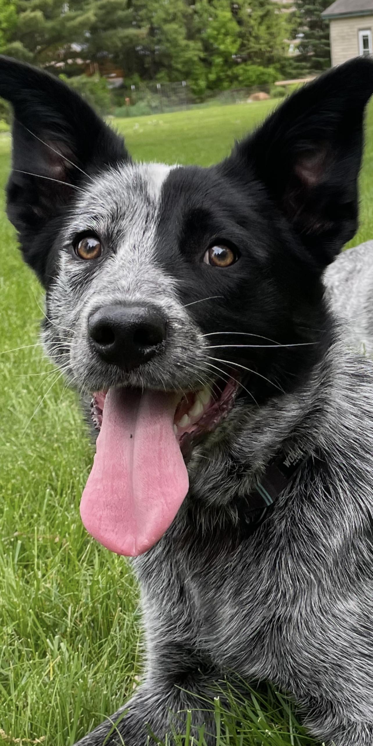 Chi, adoptable, Adult Male Australian Cattle Dog / Blue Heeler.