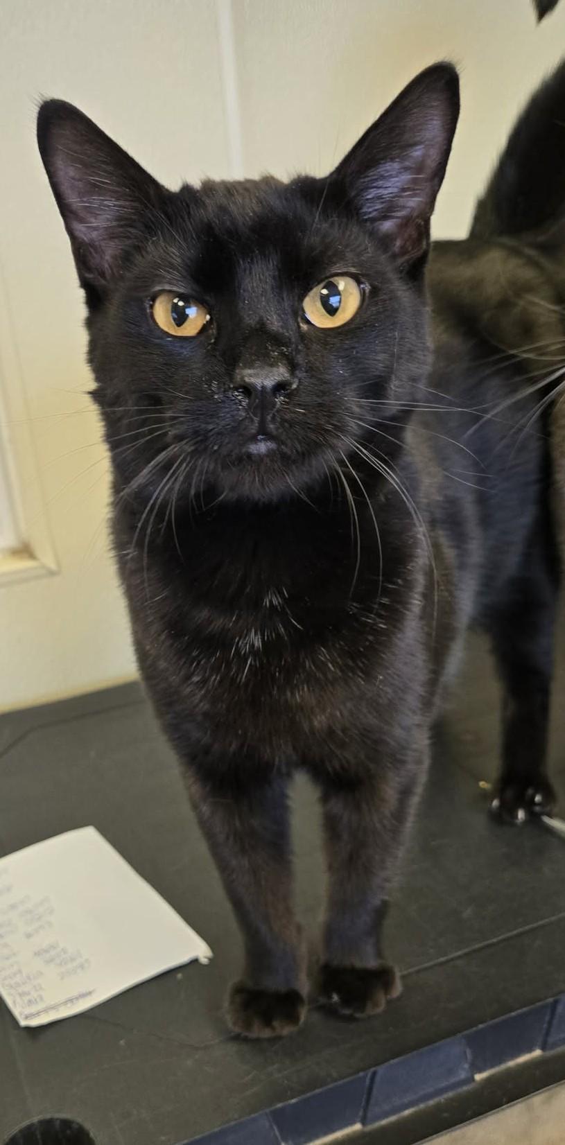 Enlarge Shadow, an adopted Domestic Short Hair in Larned, KS image 2/3