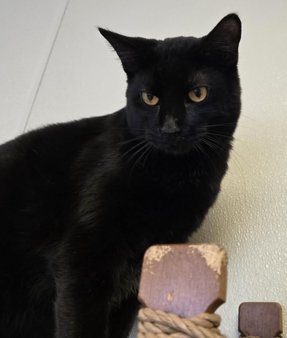 Shadow, Adoptable, Adult Male Domestic Short Hair.