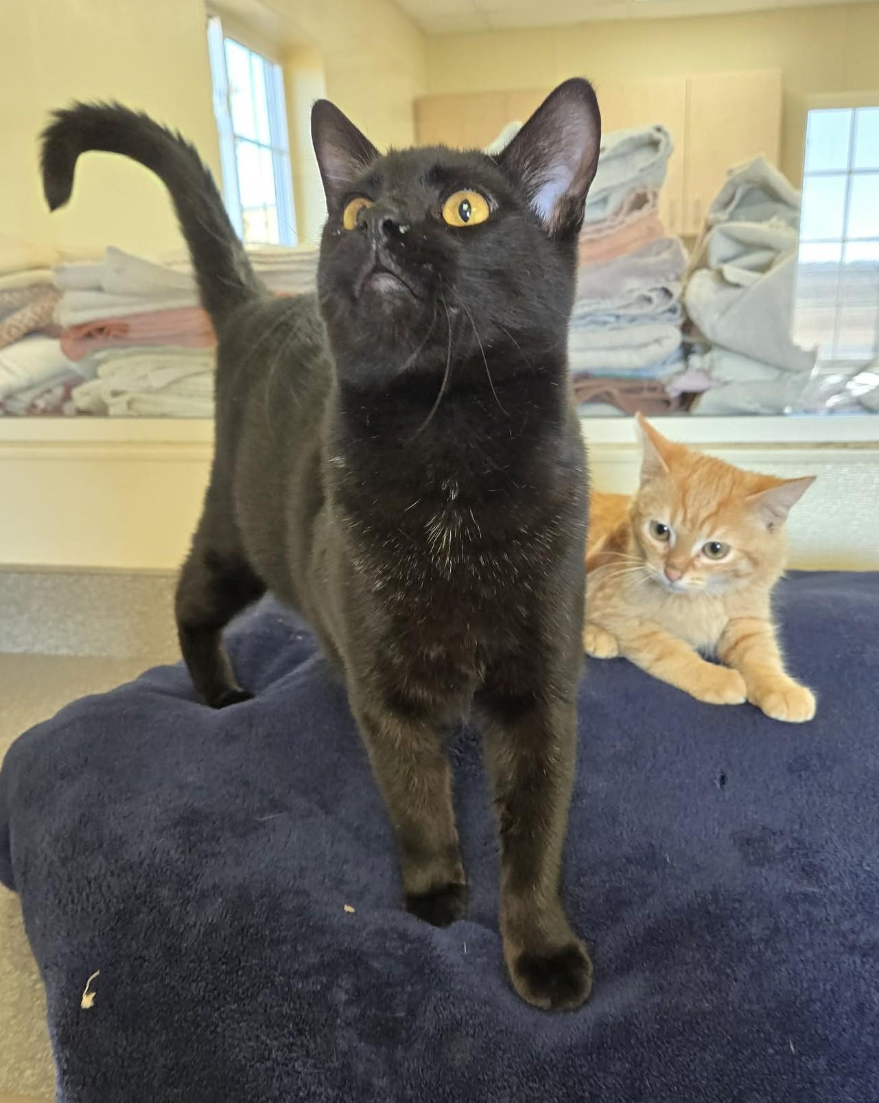 Enlarge Shadow, an adopted Domestic Short Hair in Larned, KS image 3/3