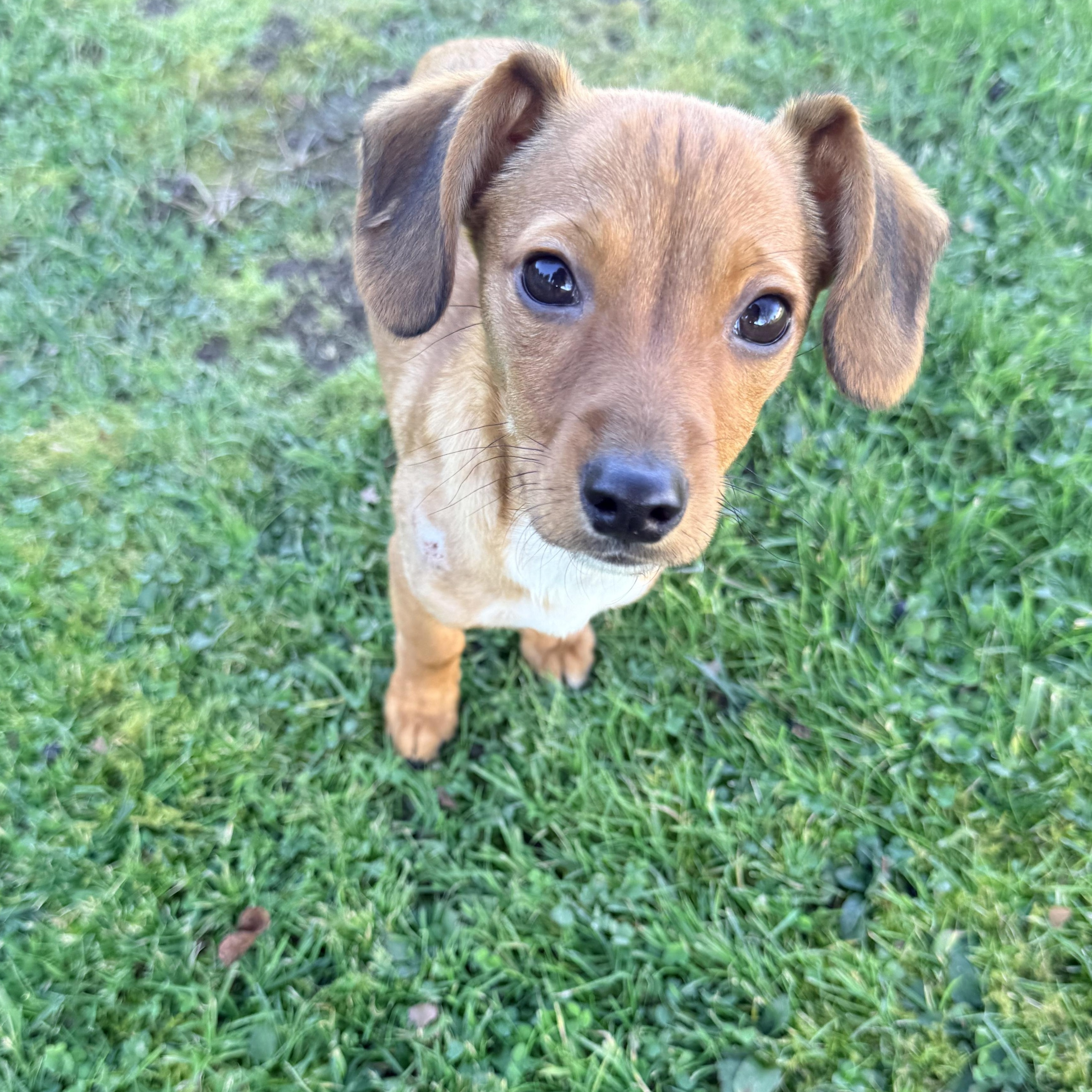 Chicken, ADOPTABLE, Puppy Male Chiweenie.