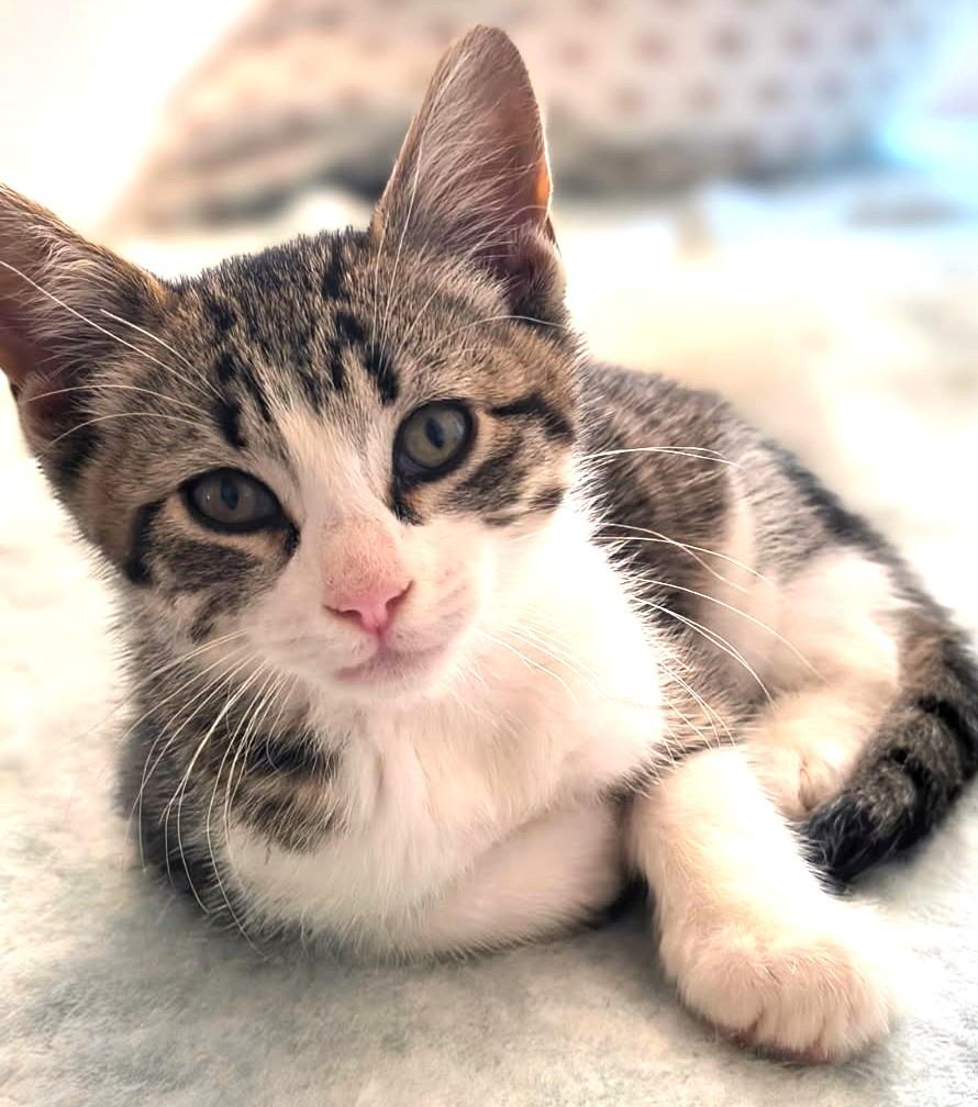 Enlarge Klaus and Hilda Sweethearts, an adopted Domestic Short Hair in Newport, WA image 2/6