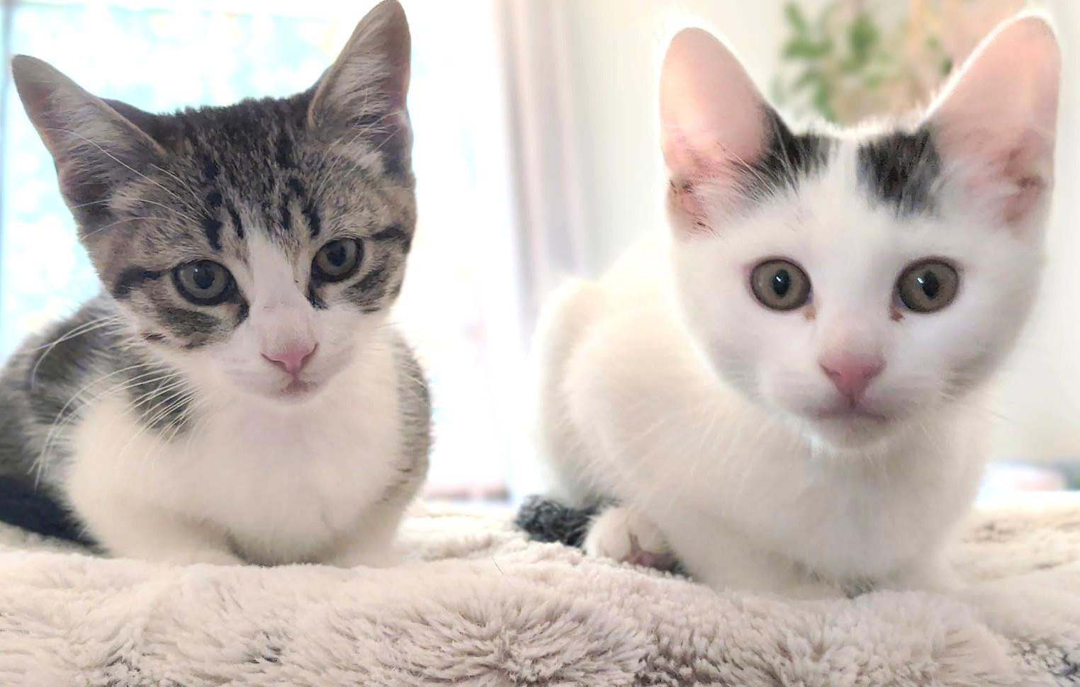 Klaus and Hilda Sweethearts, adopted, Kitten Female Domestic Short Hair.