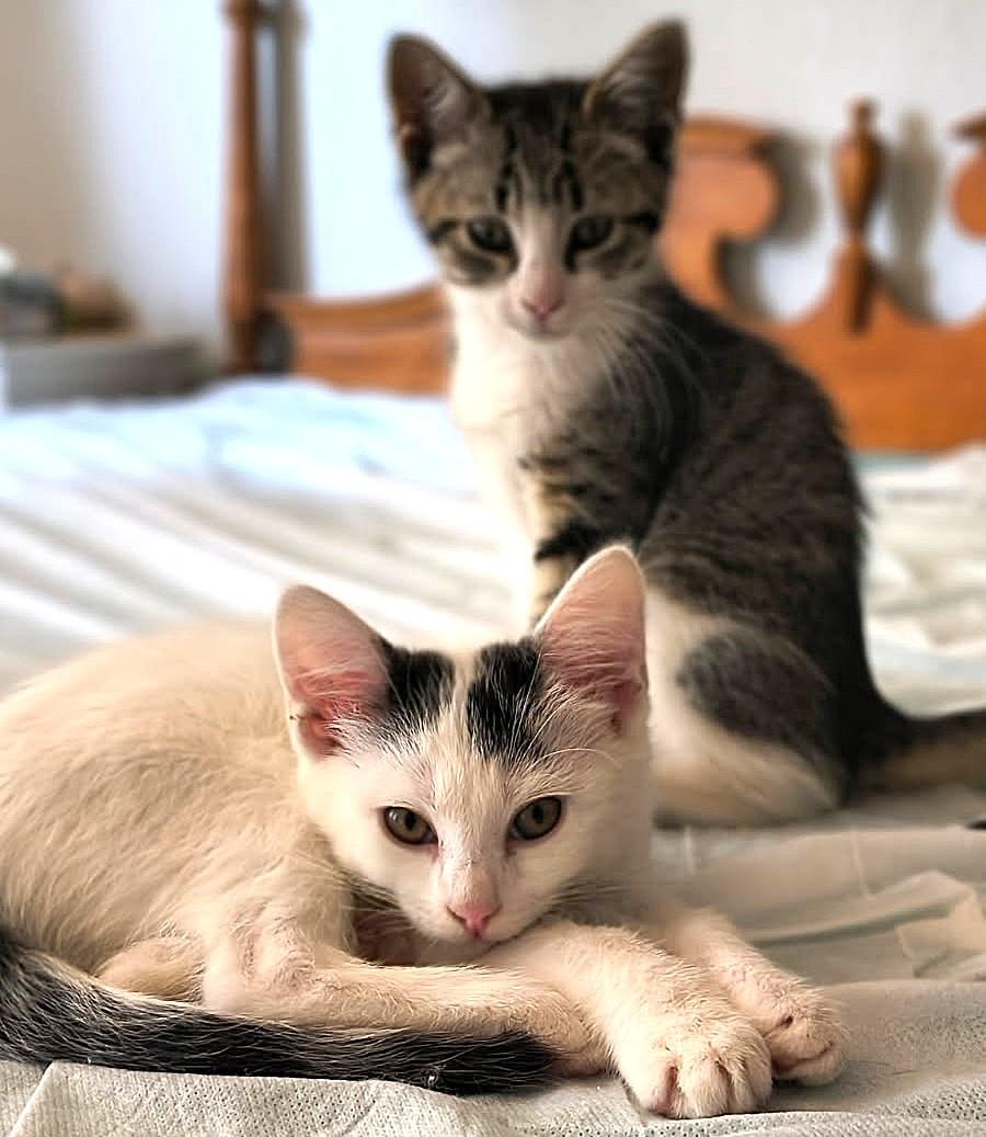 Enlarge Klaus and Hilda Sweethearts, an adopted Domestic Short Hair in Newport, WA image 5/6