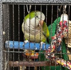 Kalvin, adopted, Adult Unknown Quaker Parakeet.