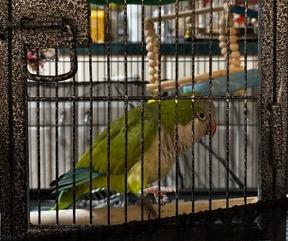 Enlarge Kalvin, an adopted Quaker Parakeet in North Babylon, NY image 2/2
