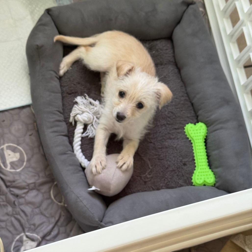 Enlarge Gucci - Home to Home, a Adoptable mixed breed in South Elgin, IL image 1/1