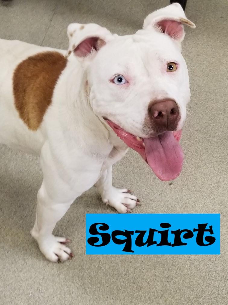 Enlarge Squirt, an adopted mixed breed in Mount Vernon, OH image 3/3