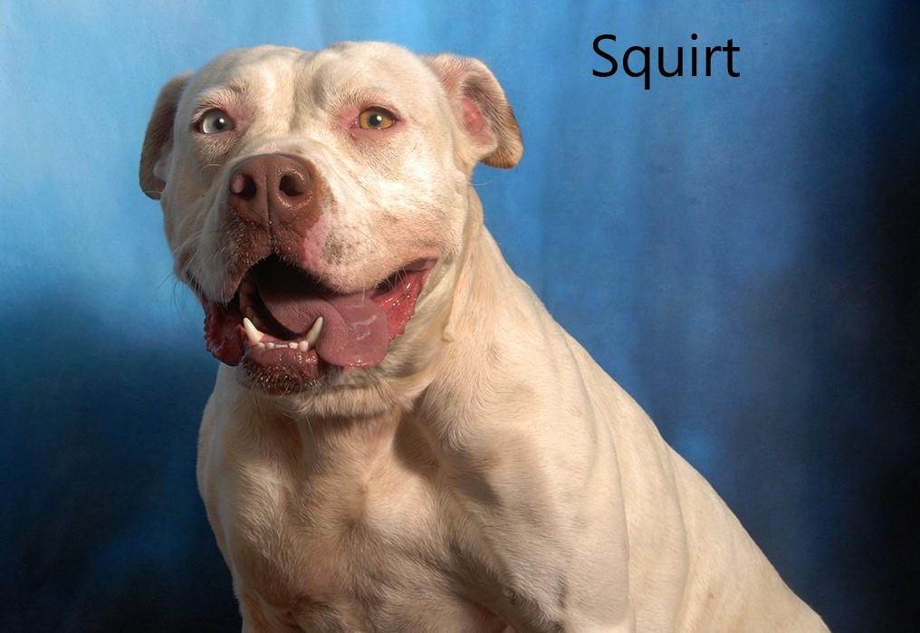 Enlarge Squirt, an adopted mixed breed in Mount Vernon, OH image 2/3