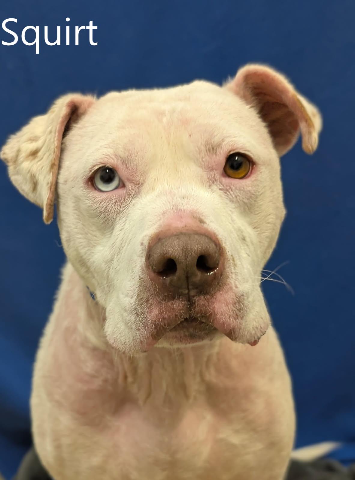 Squirt, adopted, Adult Female Pit Bull Terrier.