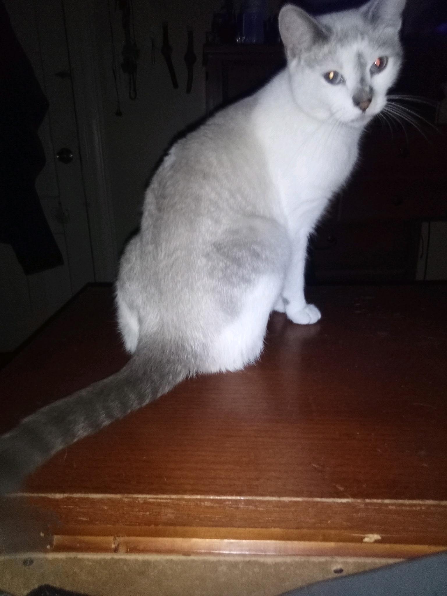 Penelope, a Adoptable Domestic Short Hair in New Britain, CT image 4/6
