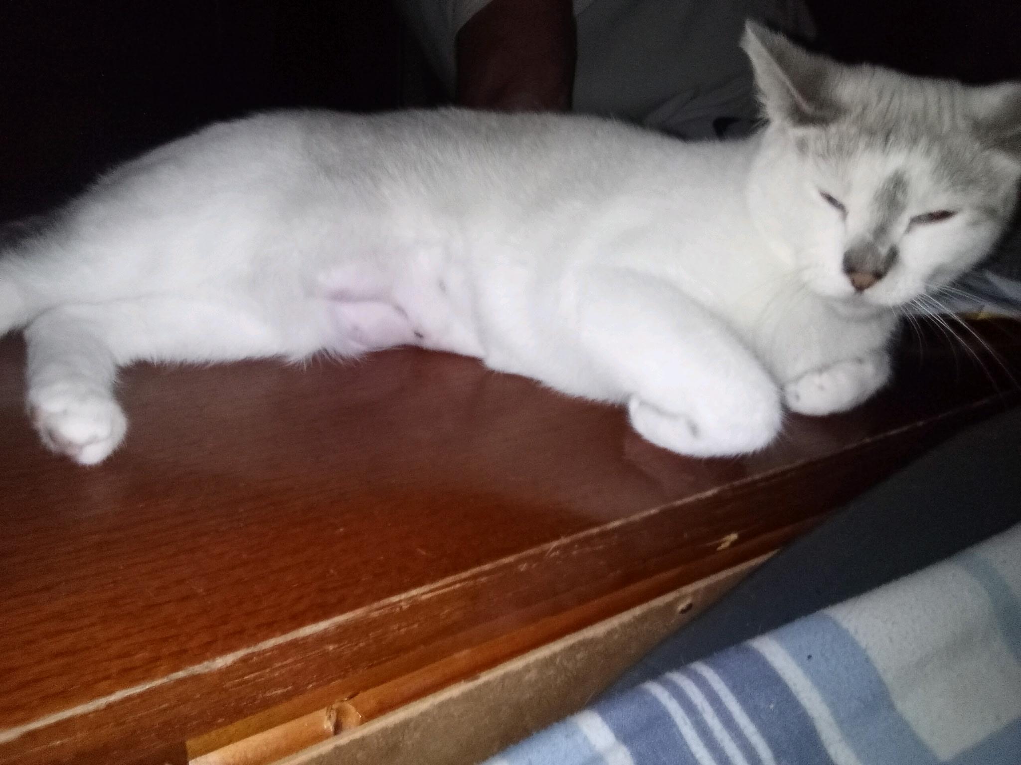 Penelope, a Adoptable Domestic Short Hair in New Britain, CT image 5/6