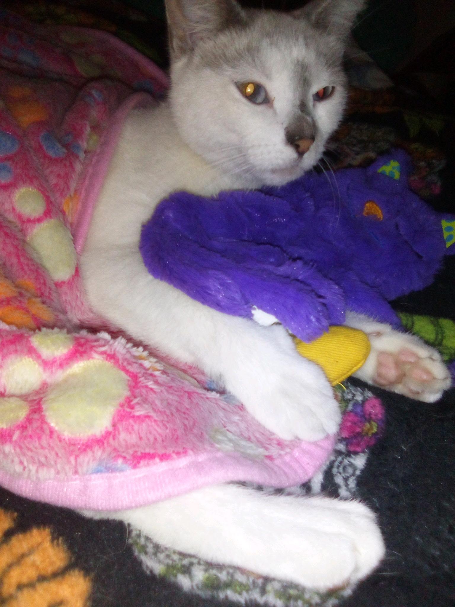 Penelope, a Adoptable Domestic Short Hair in New Britain, CT image 3/6