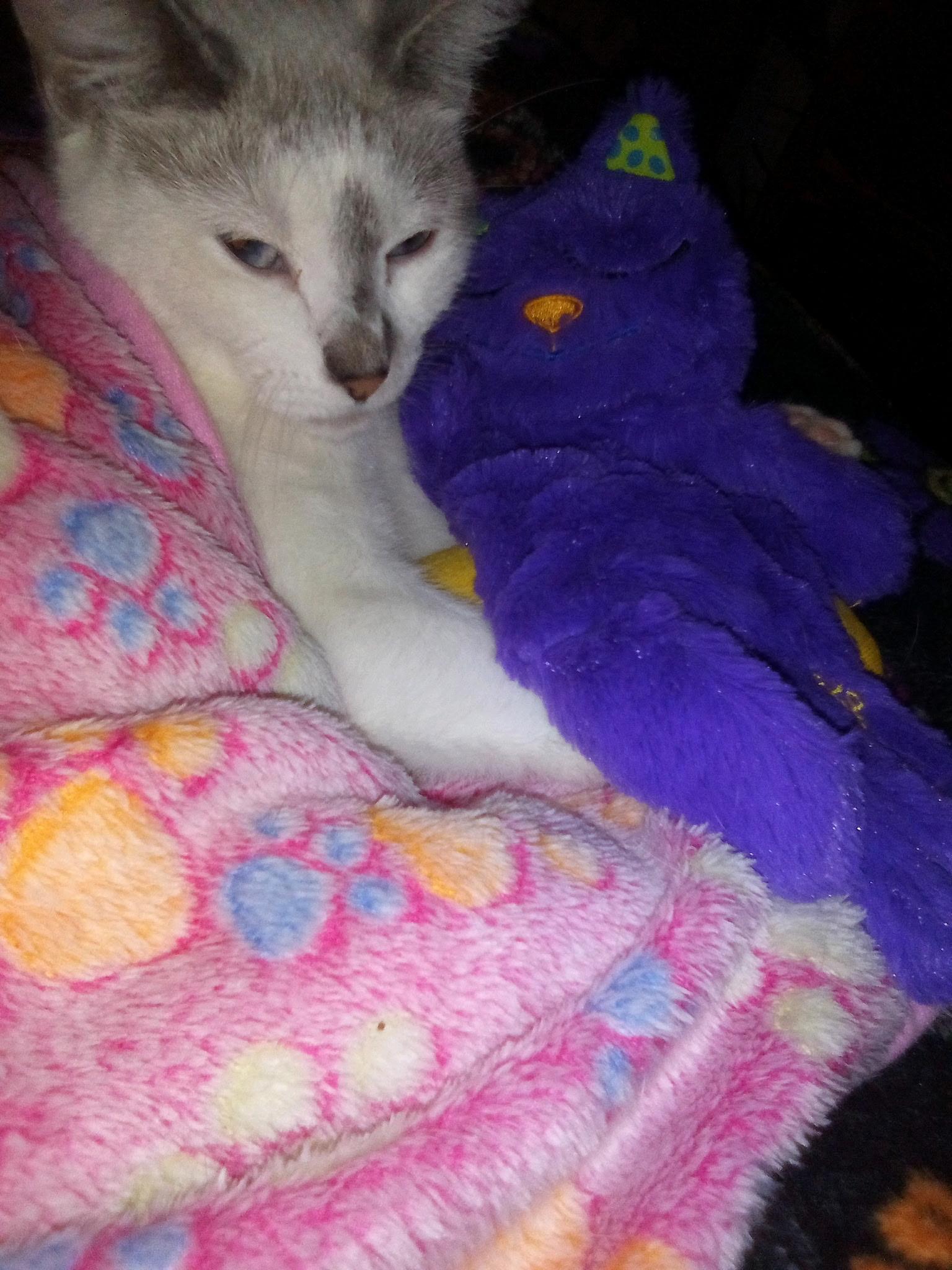 Penelope, a Adoptable Domestic Short Hair in New Britain, CT image 2/6