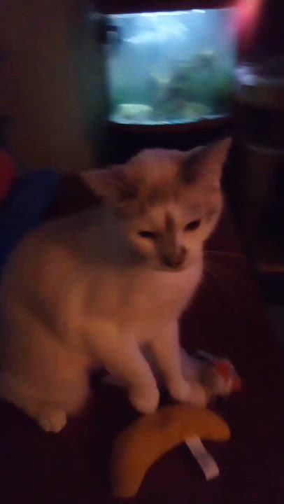 Enlarge Penelope, a Adoptable Domestic Short Hair in New Britain, CT video 6/6