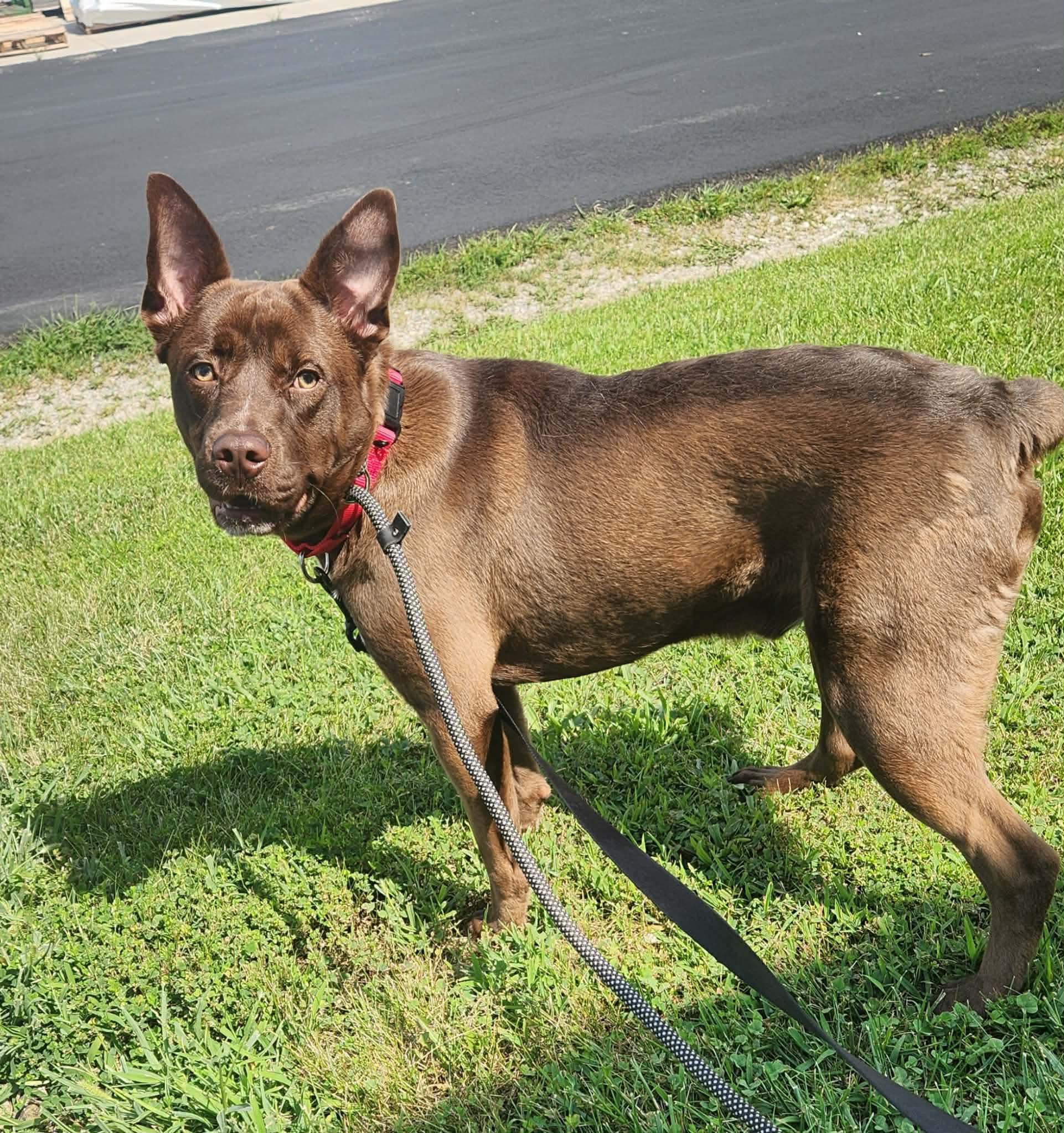 Enlarge Hershey, a Adopted mixed breed in Jefferson City, MO image 2/5
