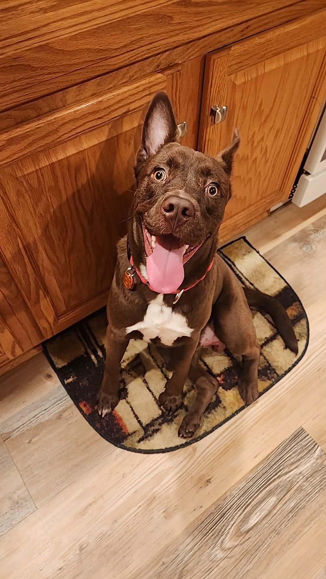 Enlarge Hershey, a Adopted mixed breed in Jefferson City, MO image 3/5