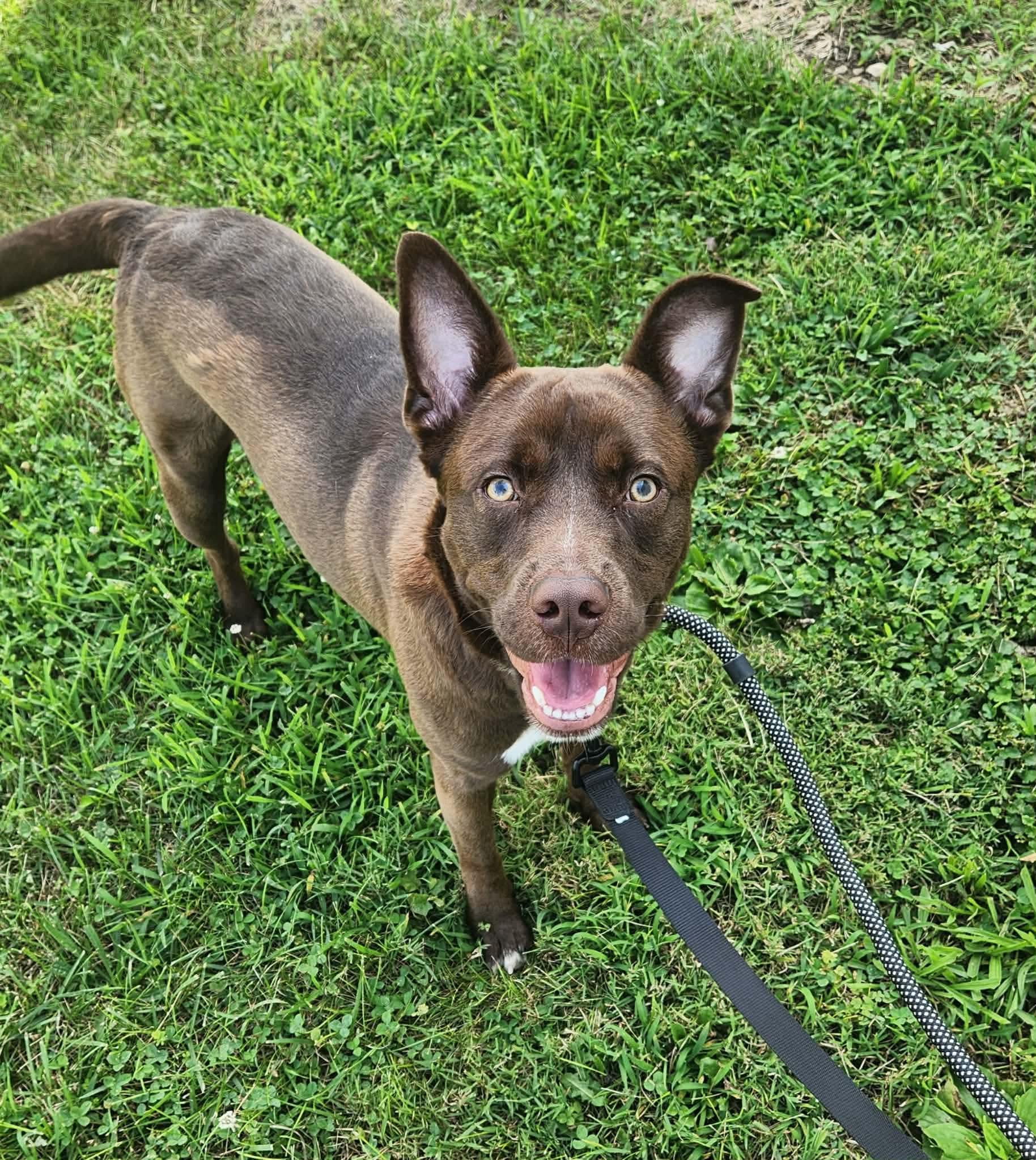 Hershey, Adopted, Young Male Pit Bull Terrier & Labrador Retriever.