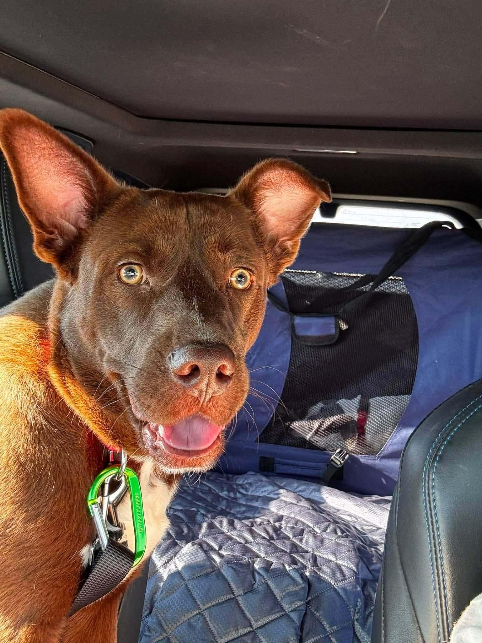 Enlarge Hershey, a Adopted mixed breed in Jefferson City, MO image 4/5