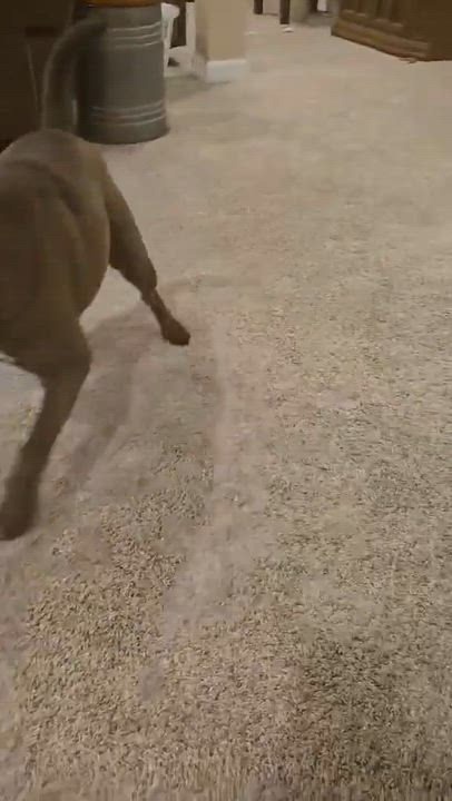 Enlarge Hershey, a Adopted mixed breed in Jefferson City, MO video 5/5