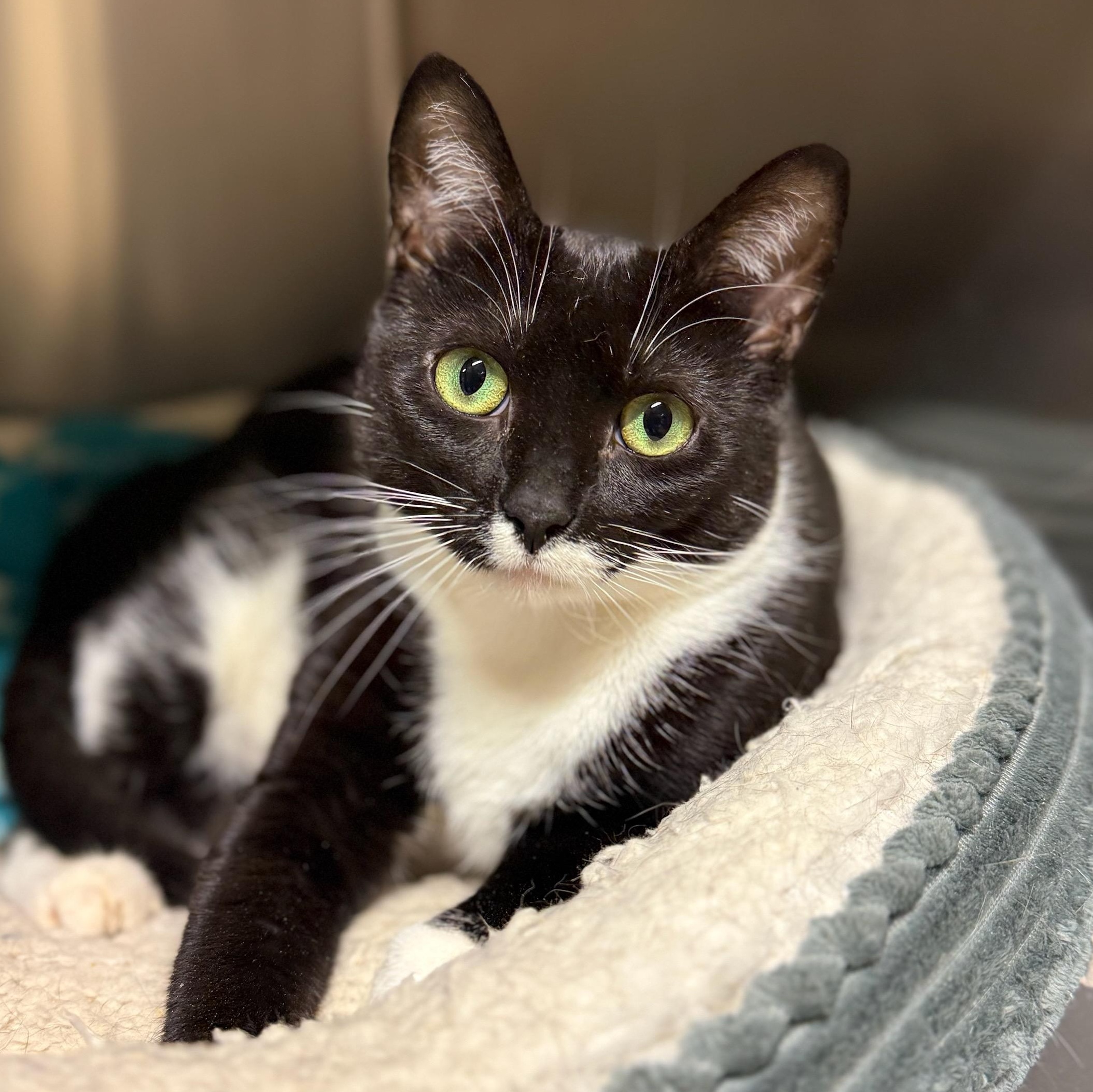 Sesame, ADOPTABLE, Young Female Domestic Short Hair.