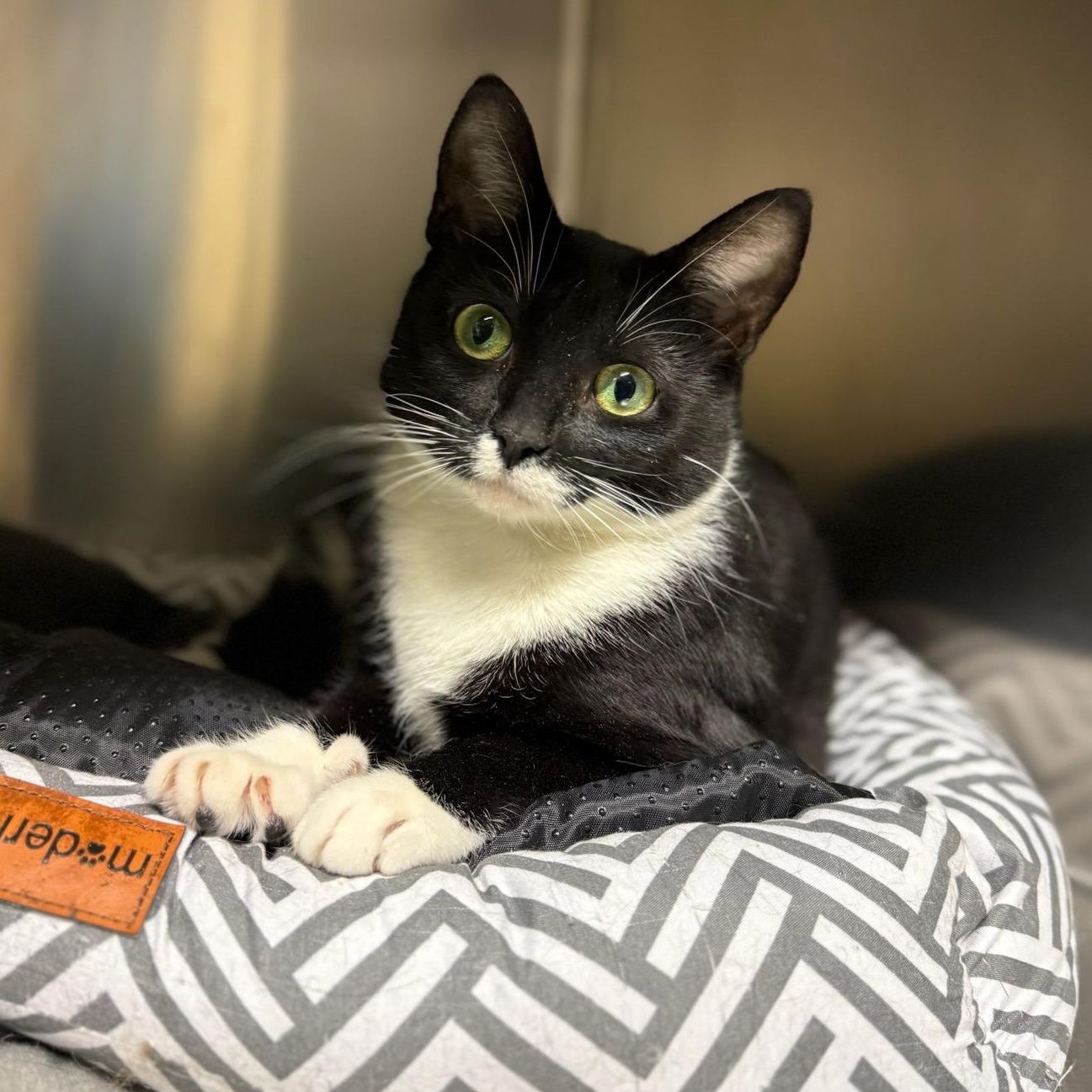 Sesame, ADOPTABLE, Young Female Domestic Short Hair.