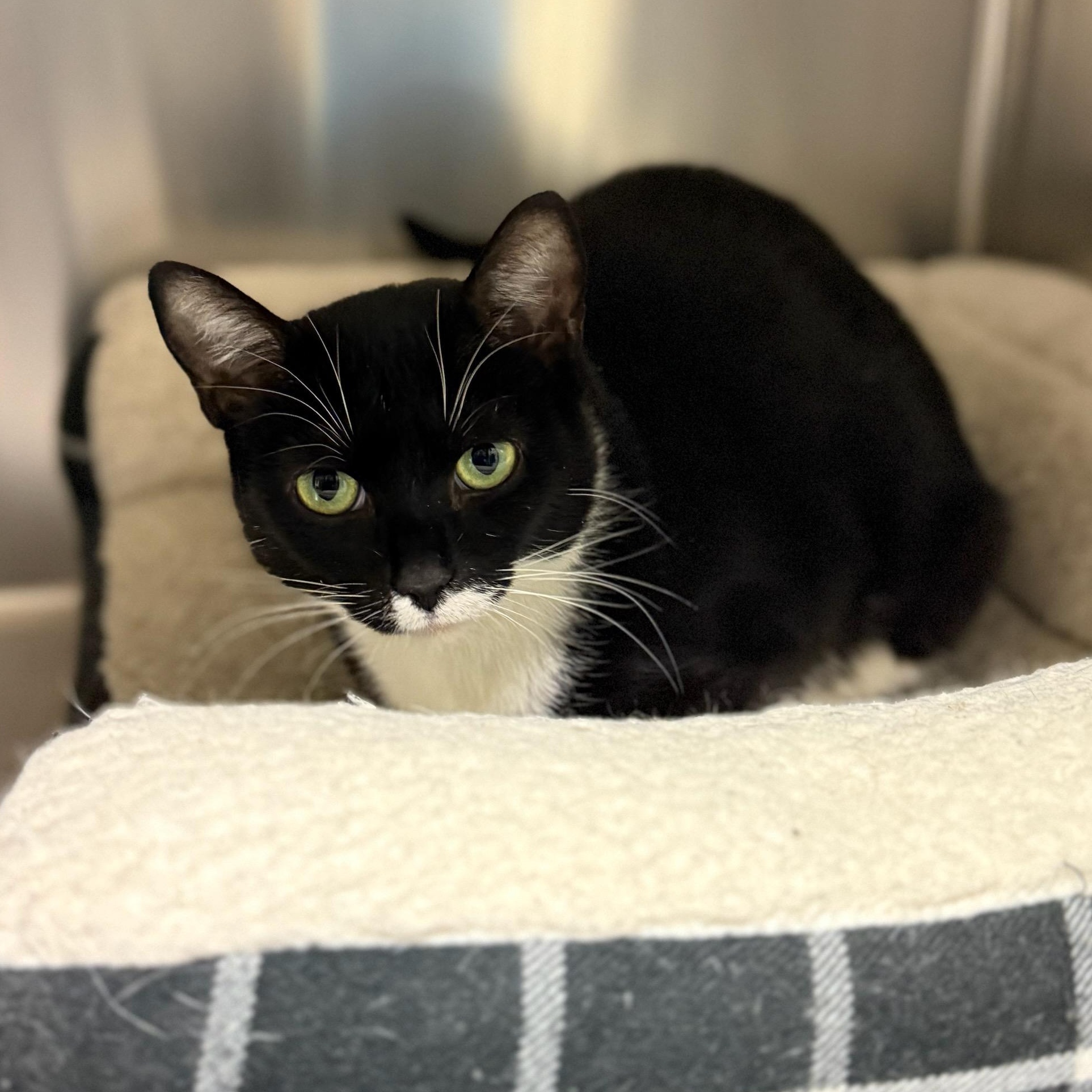 Enlarge Sesame, a ADOPTABLE Domestic Short Hair in Wayne, NJ image 2/2