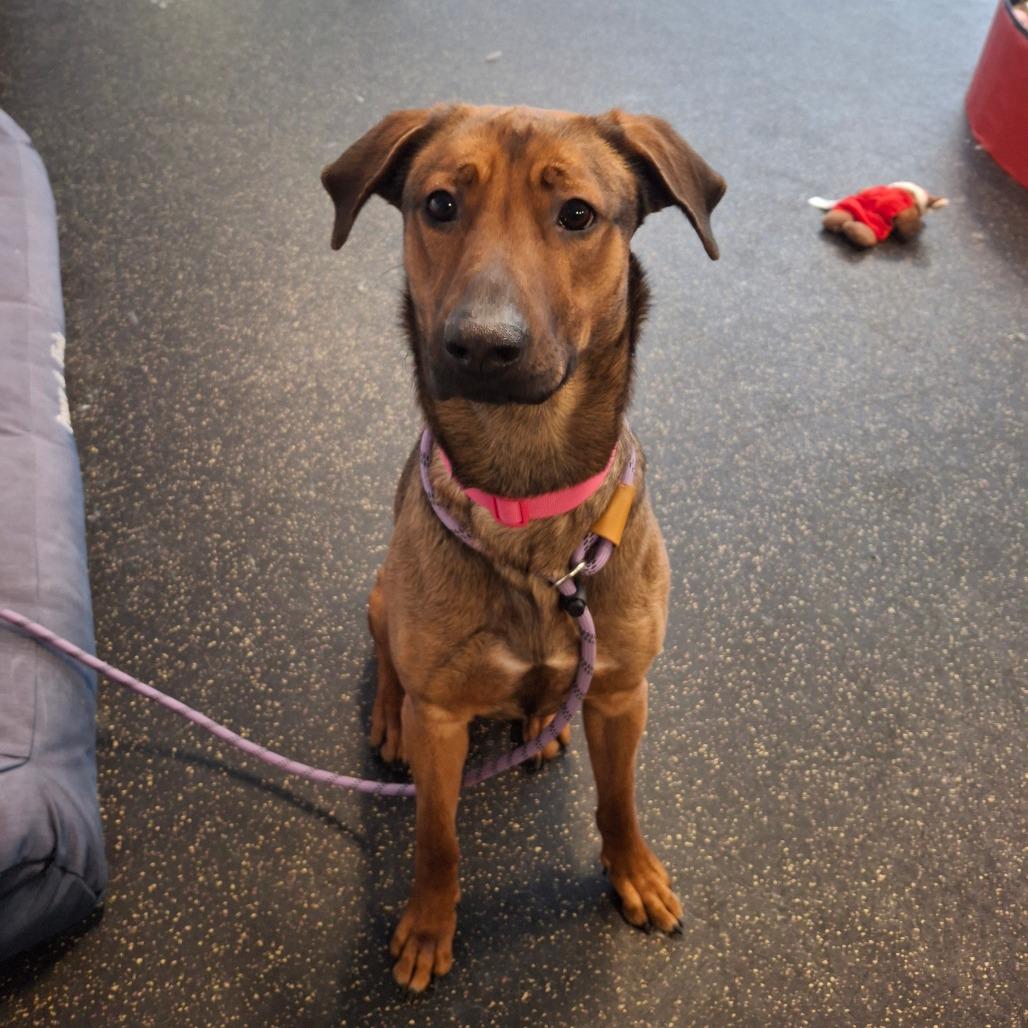 Enlarge Millie, a Adoptable mixed breed in Conway, NH image 1/3