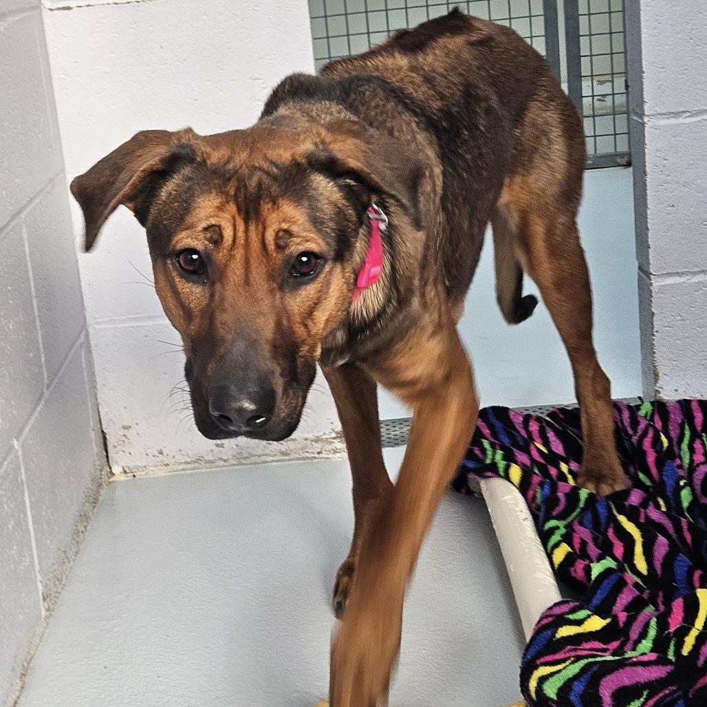 Enlarge Millie, a Adoptable mixed breed in Conway, NH image 2/3