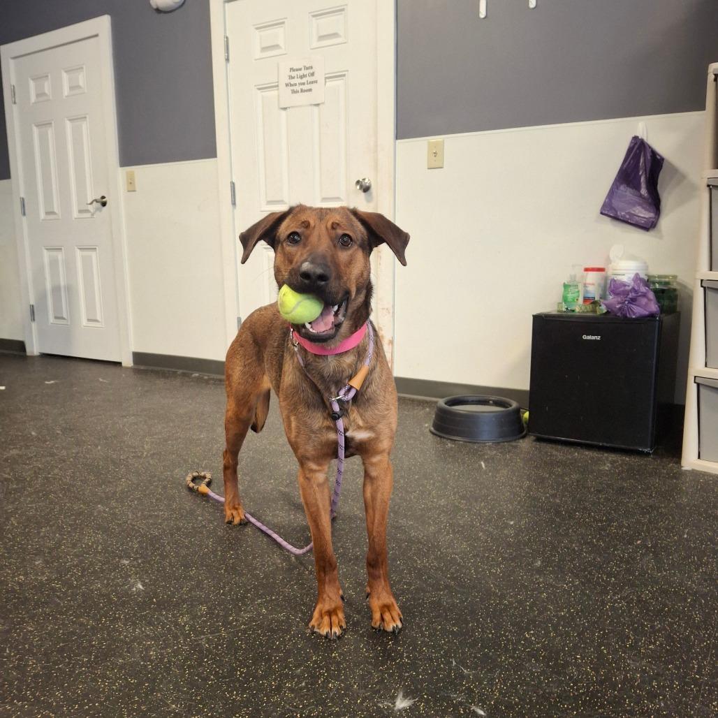 Enlarge Millie, a Adoptable mixed breed in Conway, NH image 3/3