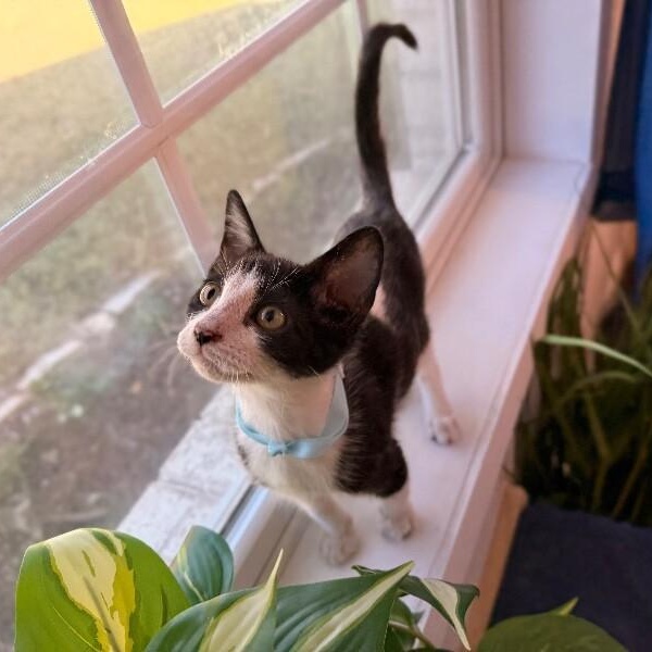 Oreo Montes — thumbnail 5