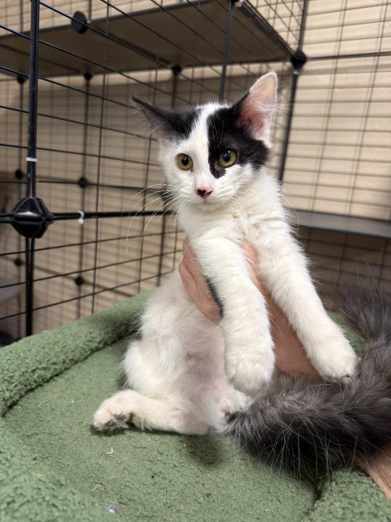 Enlarge Apricot, a Adoptable mixed breed in La Verkin, UT image 1/1