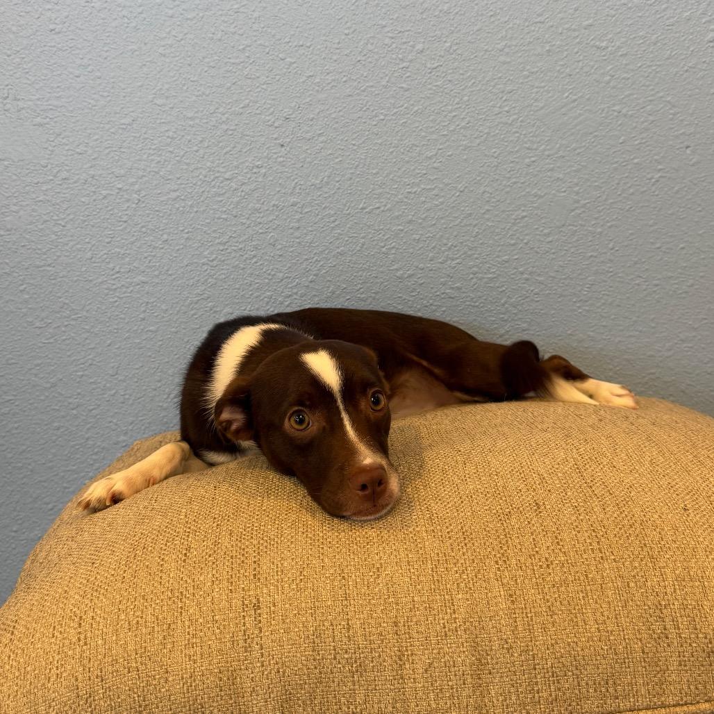 Sincere, Adoptable, Adult Male Chihuahua.