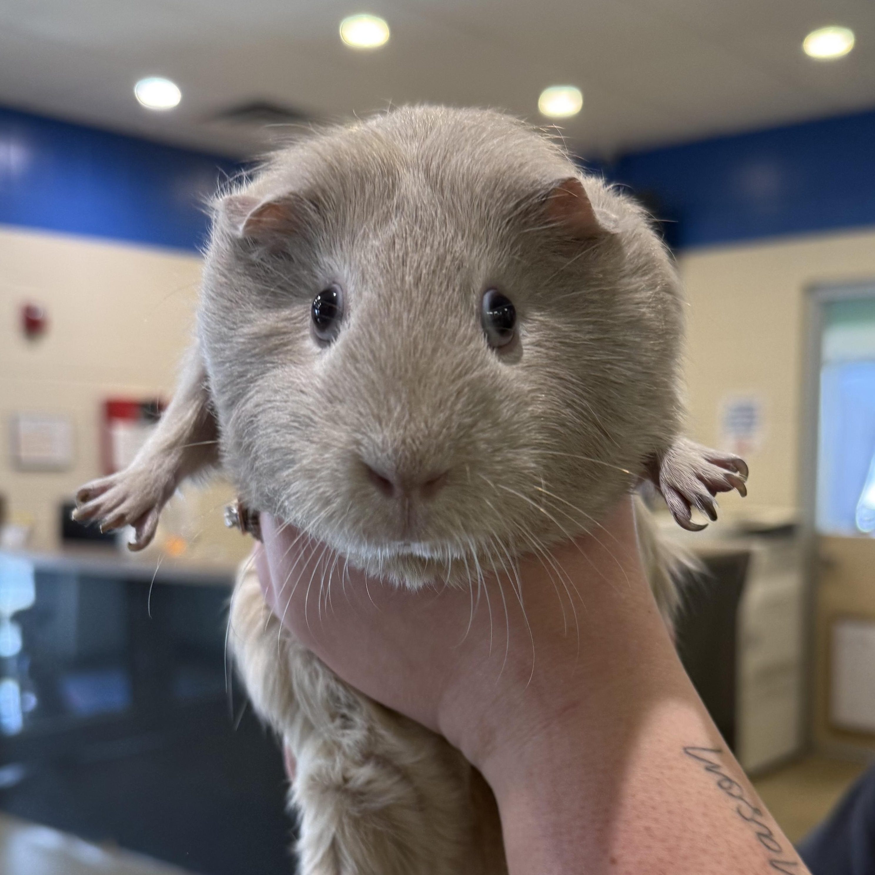 Enlarge Ethel, a ADOPTABLE Guinea Pig in Kearney, NE image 1/1