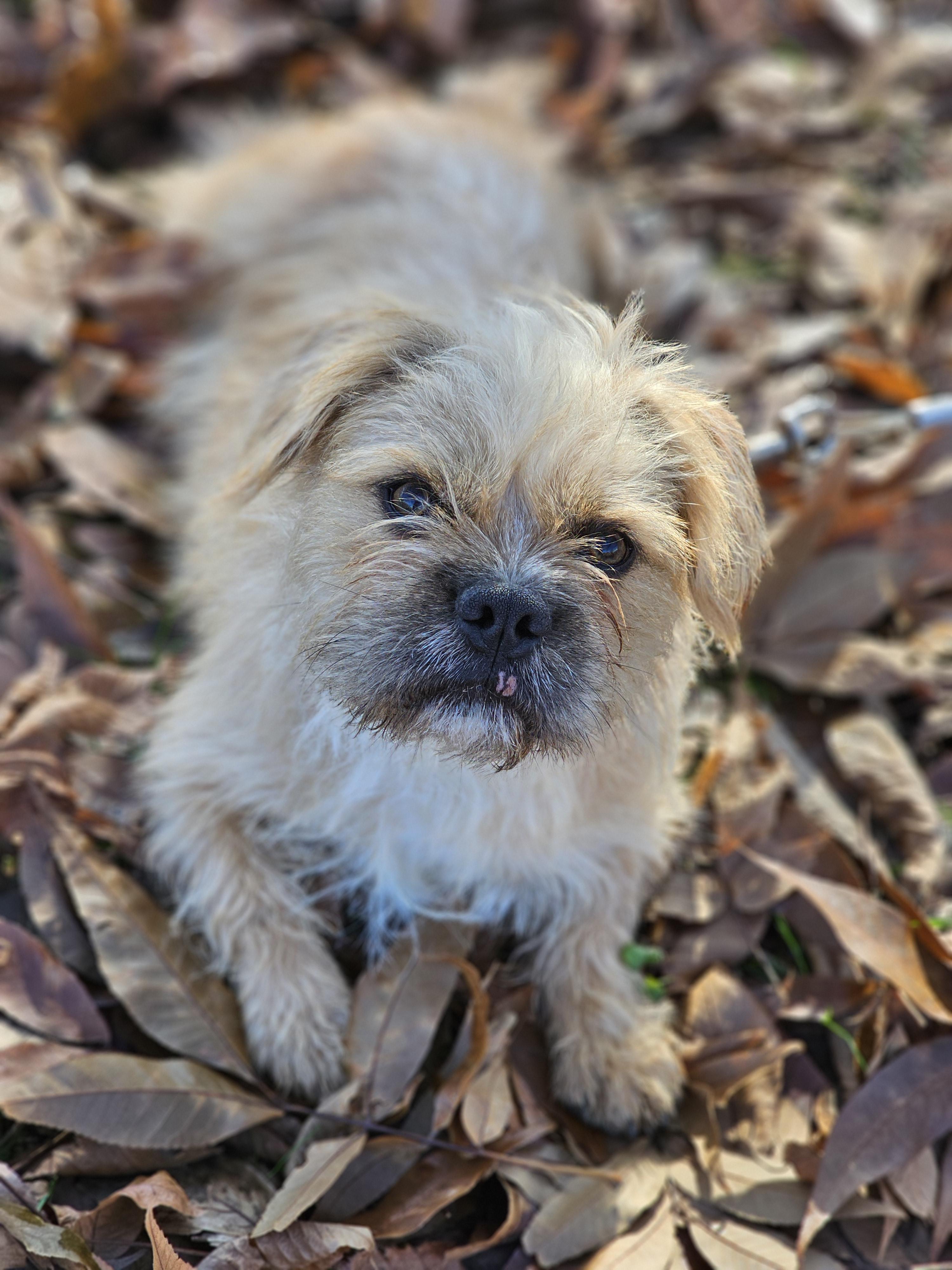 Enlarge Gizmo so il, a Adoptable mixed breed in MURPHYSBORO , IL image 3/6