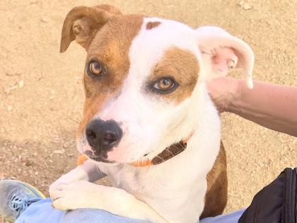 Enlarge Gummy, an adopted Mixed Breed in Georgetown, TX image 1/2