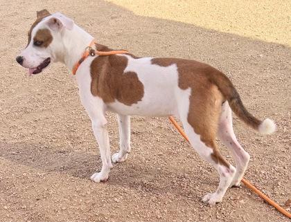 Enlarge Gummy, an adopted Mixed Breed in Georgetown, TX image 2/2